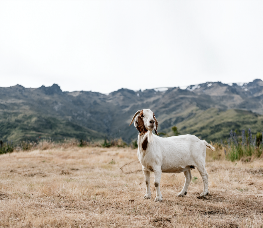 Nanny Goat Vineyard & Cellar Door