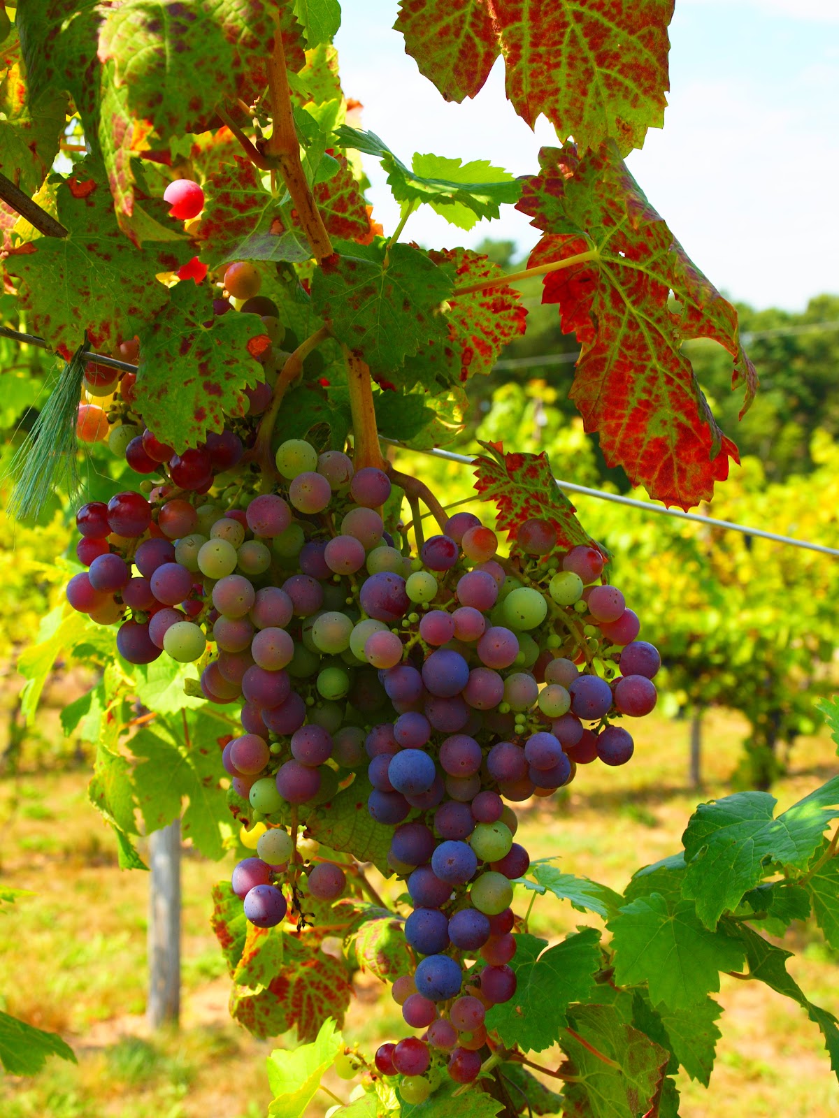 Oceana Vineyard & Winery main