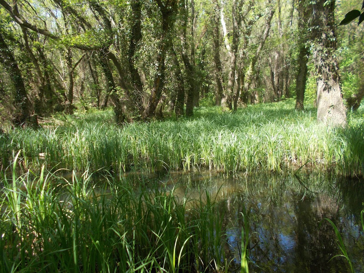 Prírodná rezervácia Baltata