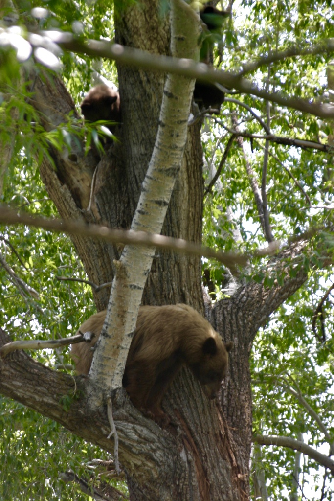 Wheaton Creek Ranch - Photo 5