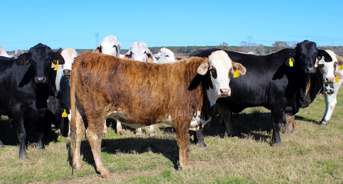 Grace Ranch LLC