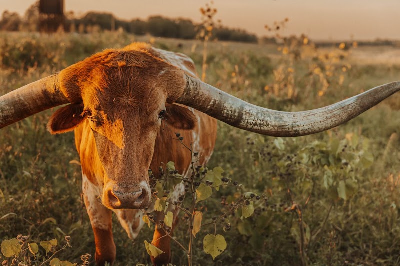 Flower Mound Ranch - Photo 1