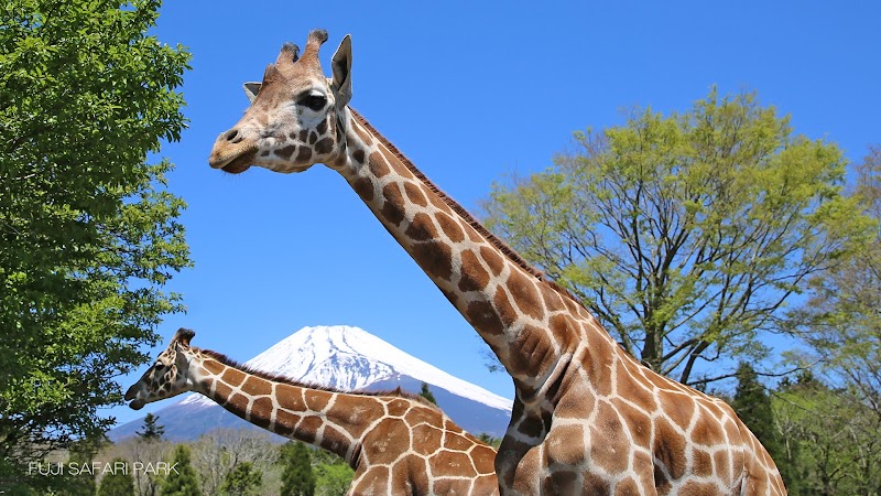 Fuji Safari Park