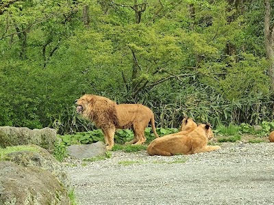 Fuji Safari Park - 4