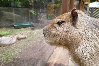 Fuji Safari Park - 6