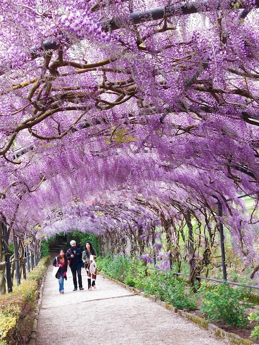 Giardino Bardini fotoğraf 1