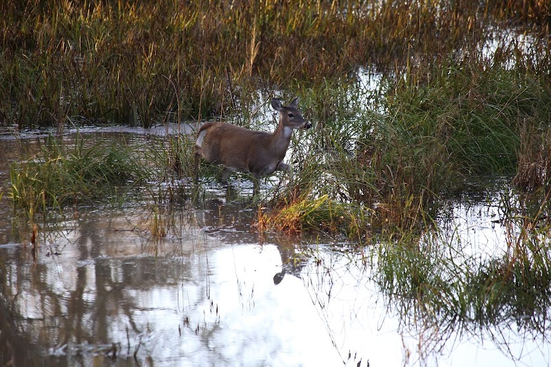 Piney Woods Hunting Preserve - Lodge - Photo 2