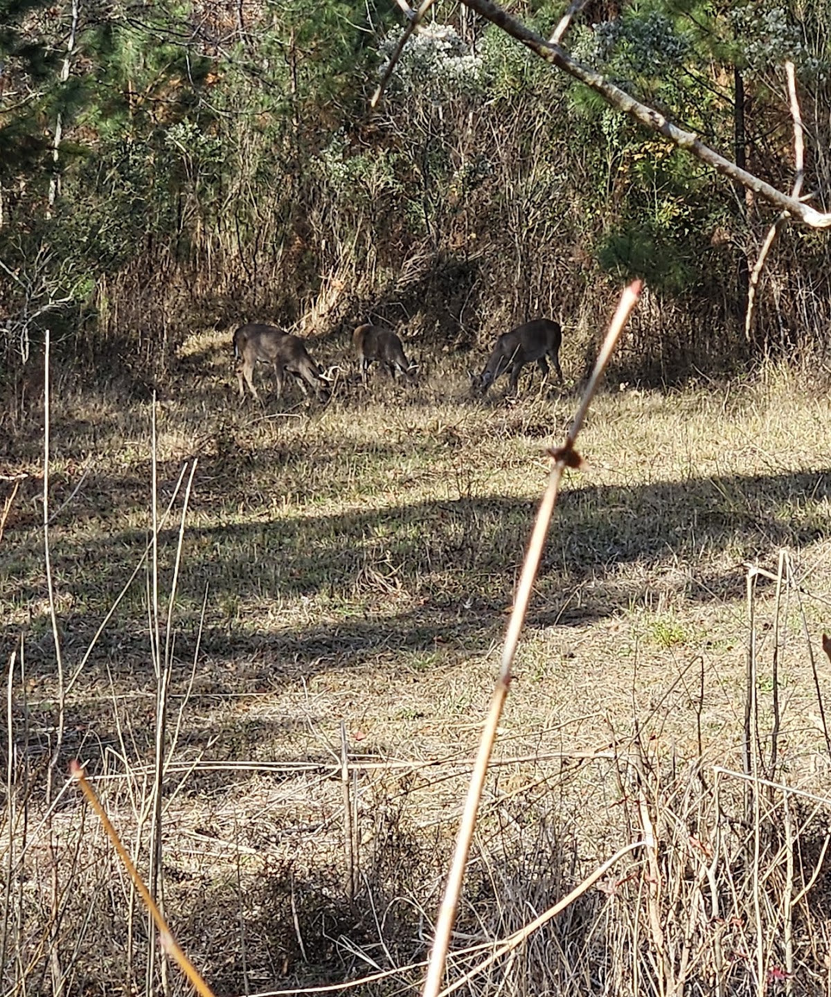 Piney Woods Hunting Preserve - Lodge