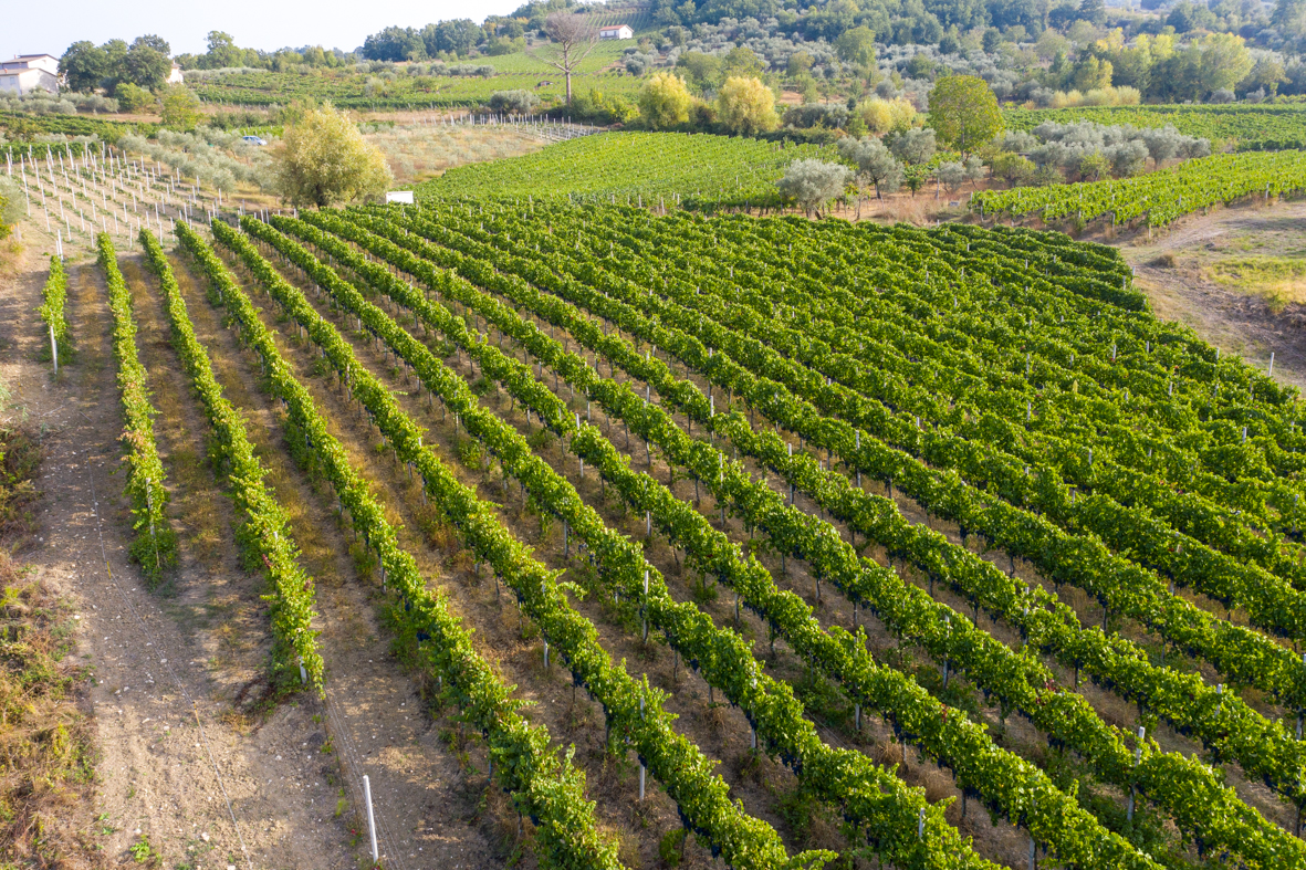 Cantina Aurilia