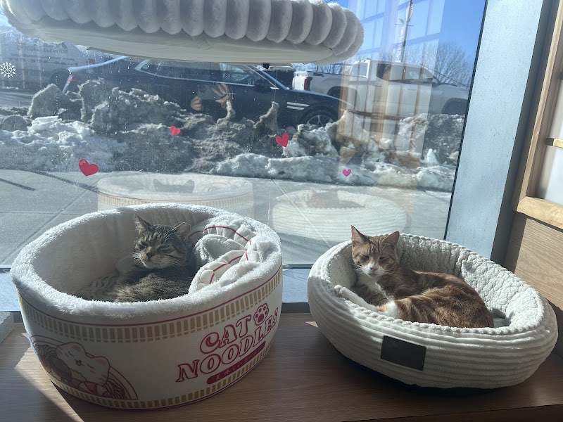 Kokoro Cat Café