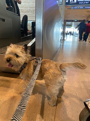 Terminal4Pets - הטסת בעלי חיים | הטסת חיות מחמד