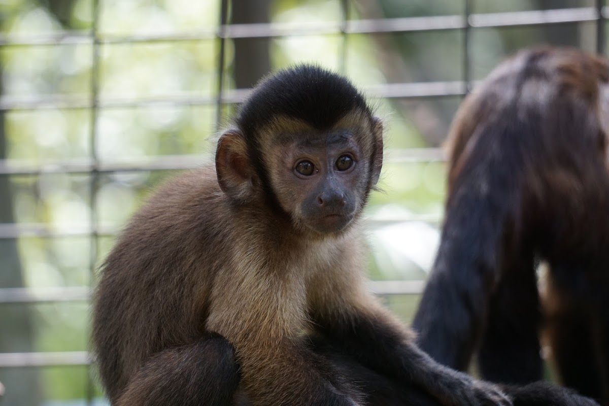 Primate Paradise, Inc.