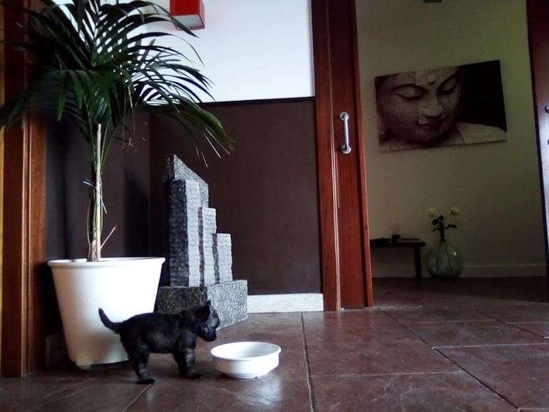 MEDICINA HOLISTICA BIAN ZHENG