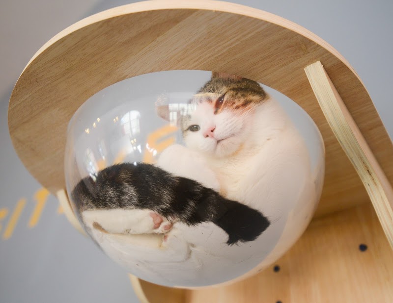 Cat Therapy Cat Cafe