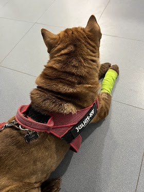 Clínica Veterinaria Bigotes