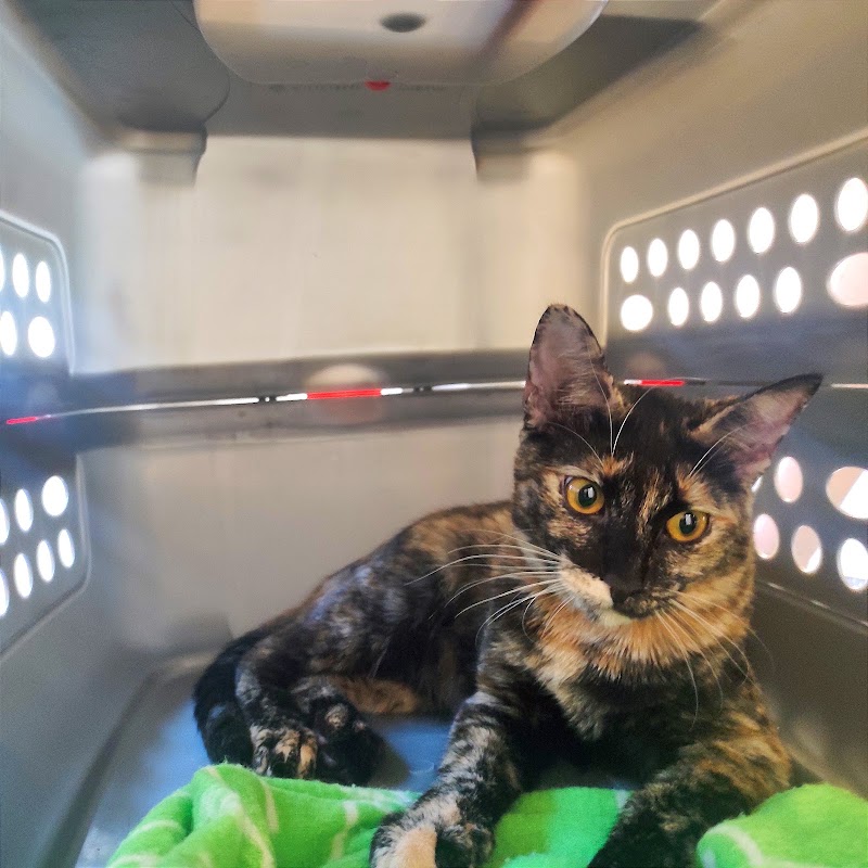 Sociedad Protectora De Animales Y Plantas De Sevilla