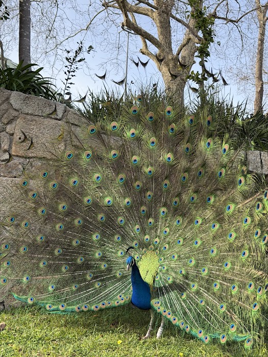 Palácio de Cristal fotoğraf 1