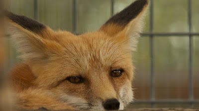 Yellowstone Wildlife Sanctuary