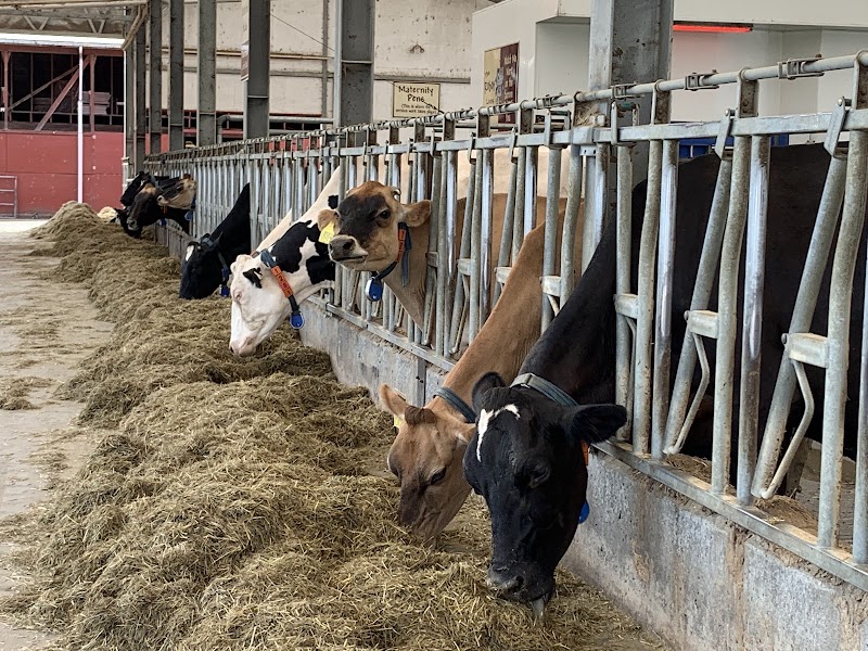 Little Qualicum Cheeseworks photo 4