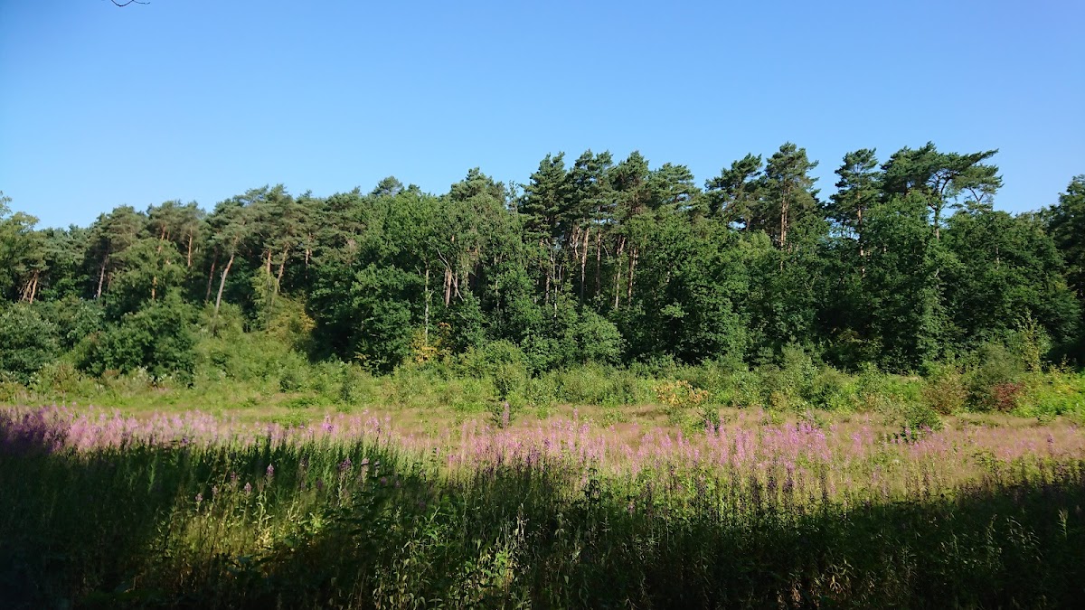Hoge Kempen National Park - Lieteberg