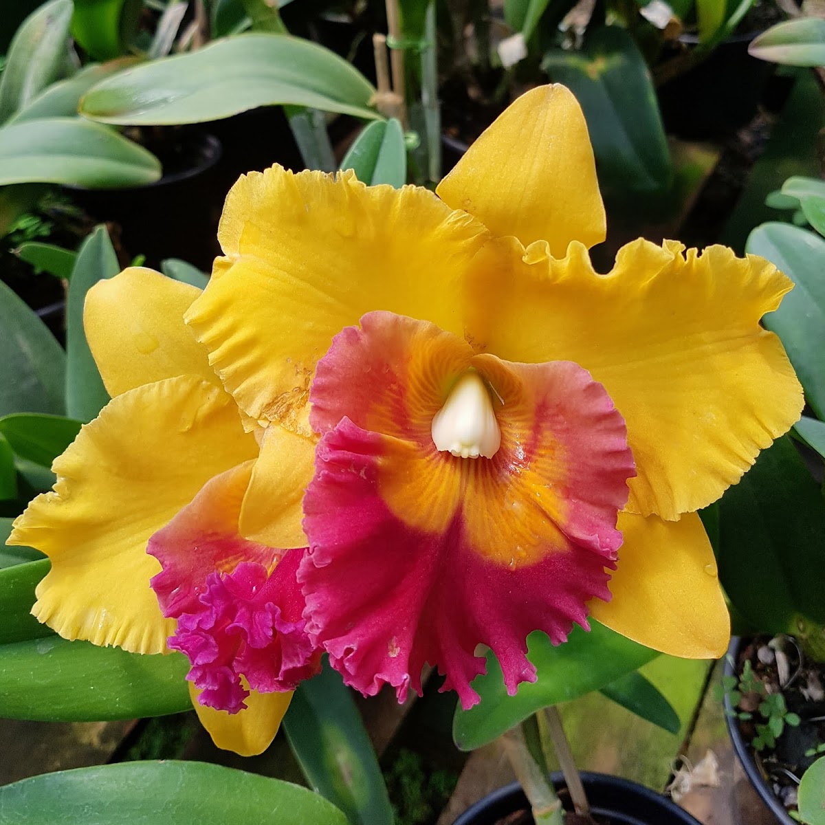 Orquidário Mogi Mirim