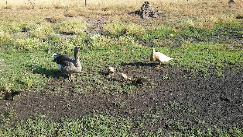 Lighthouse Farm Sanctuary - Photo 6
