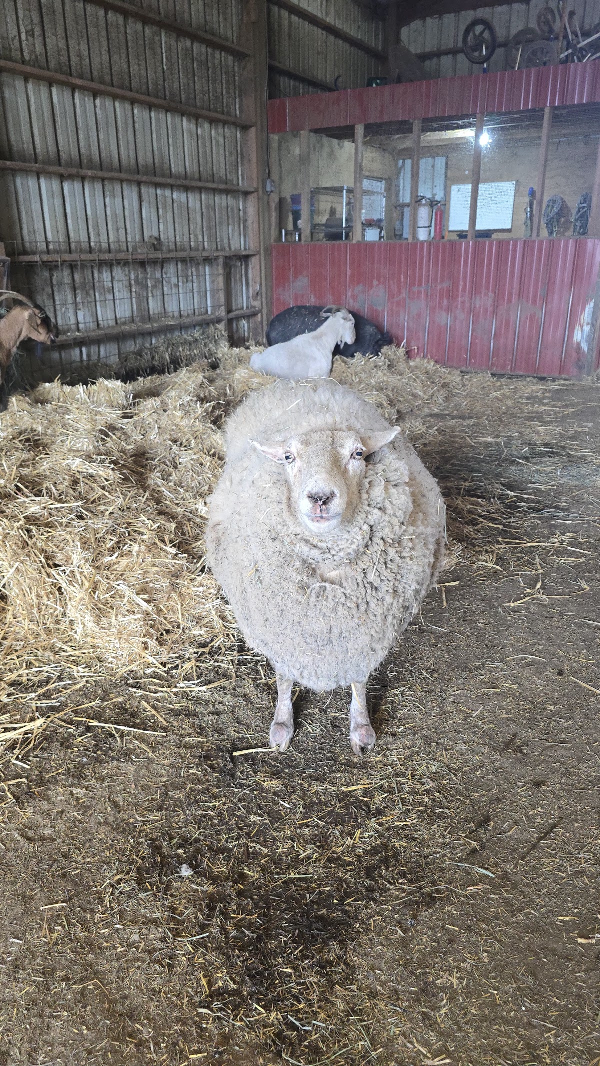 Lighthouse Farm Sanctuary
