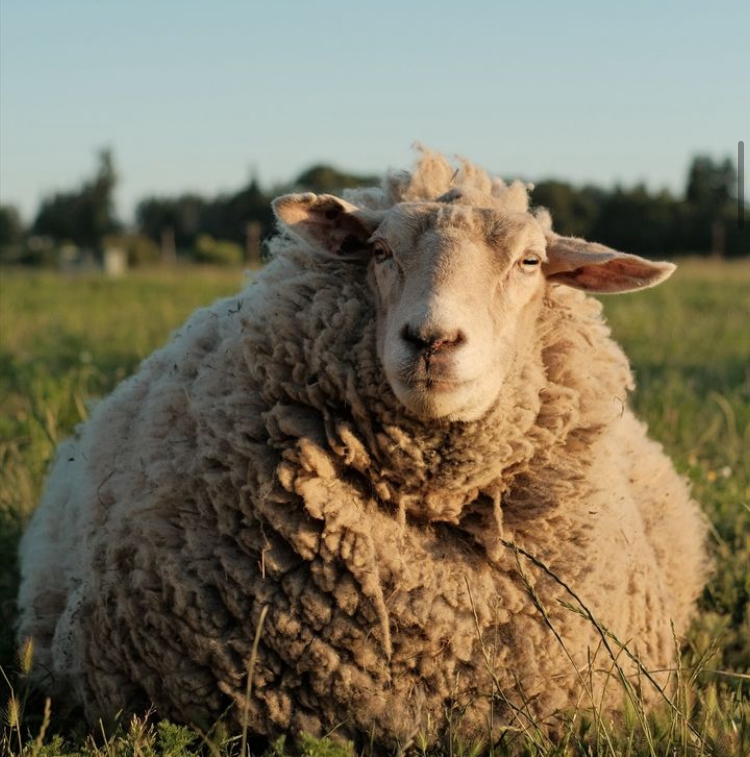 Lighthouse Farm Sanctuary - Photo 5