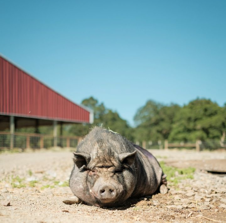 Lighthouse Farm Sanctuary - Photo 2