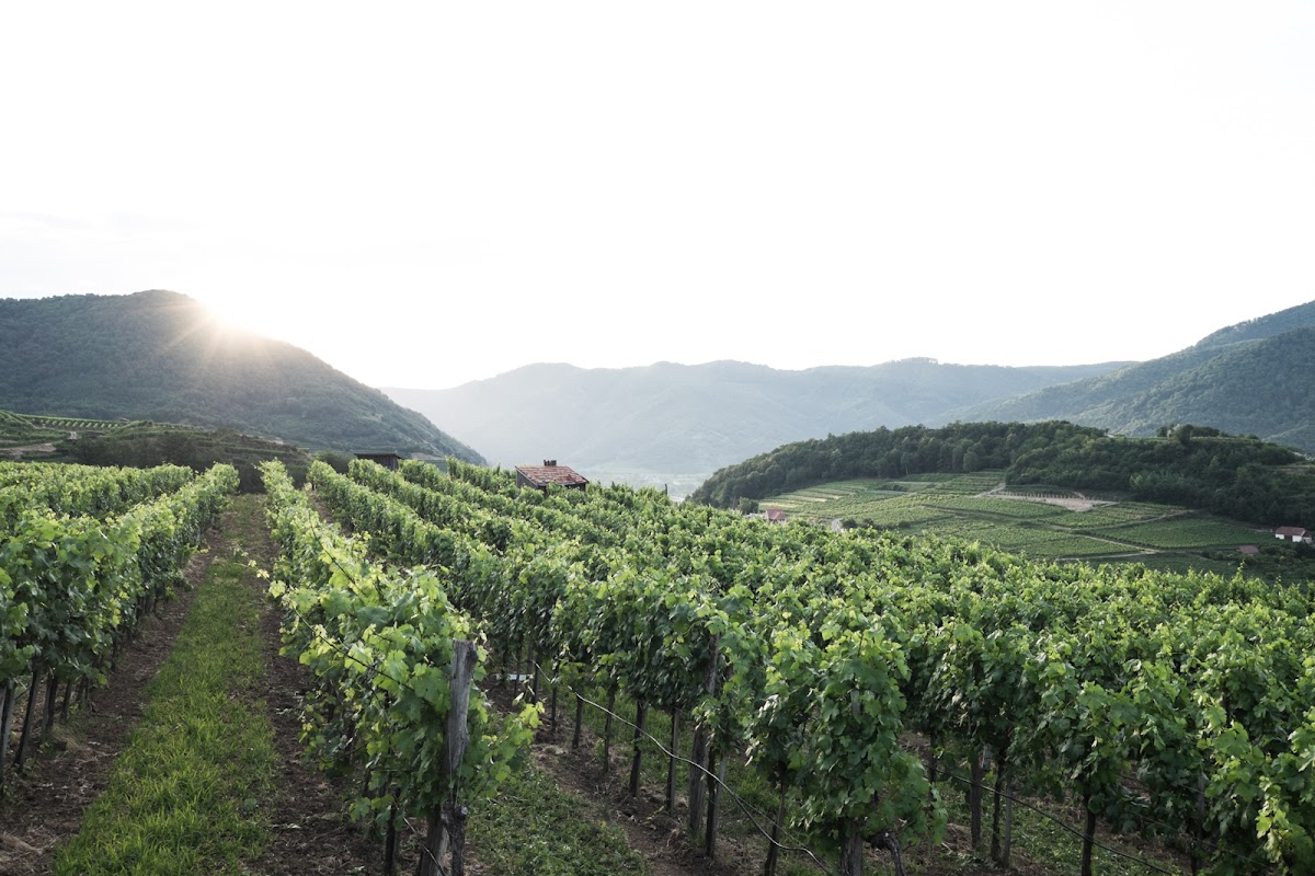 Weingut Schöberl "pichl-hof"