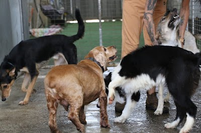 דוגלוג'יק - אילוף כלבים I פנסיון I ציוד ומוצרי מזון I מספרת כלבים I חינוך גורים וכלבים בוגרים