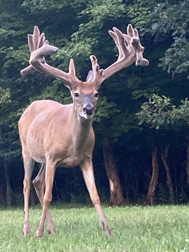 Redwood Whitetail Preserve - Photo 4