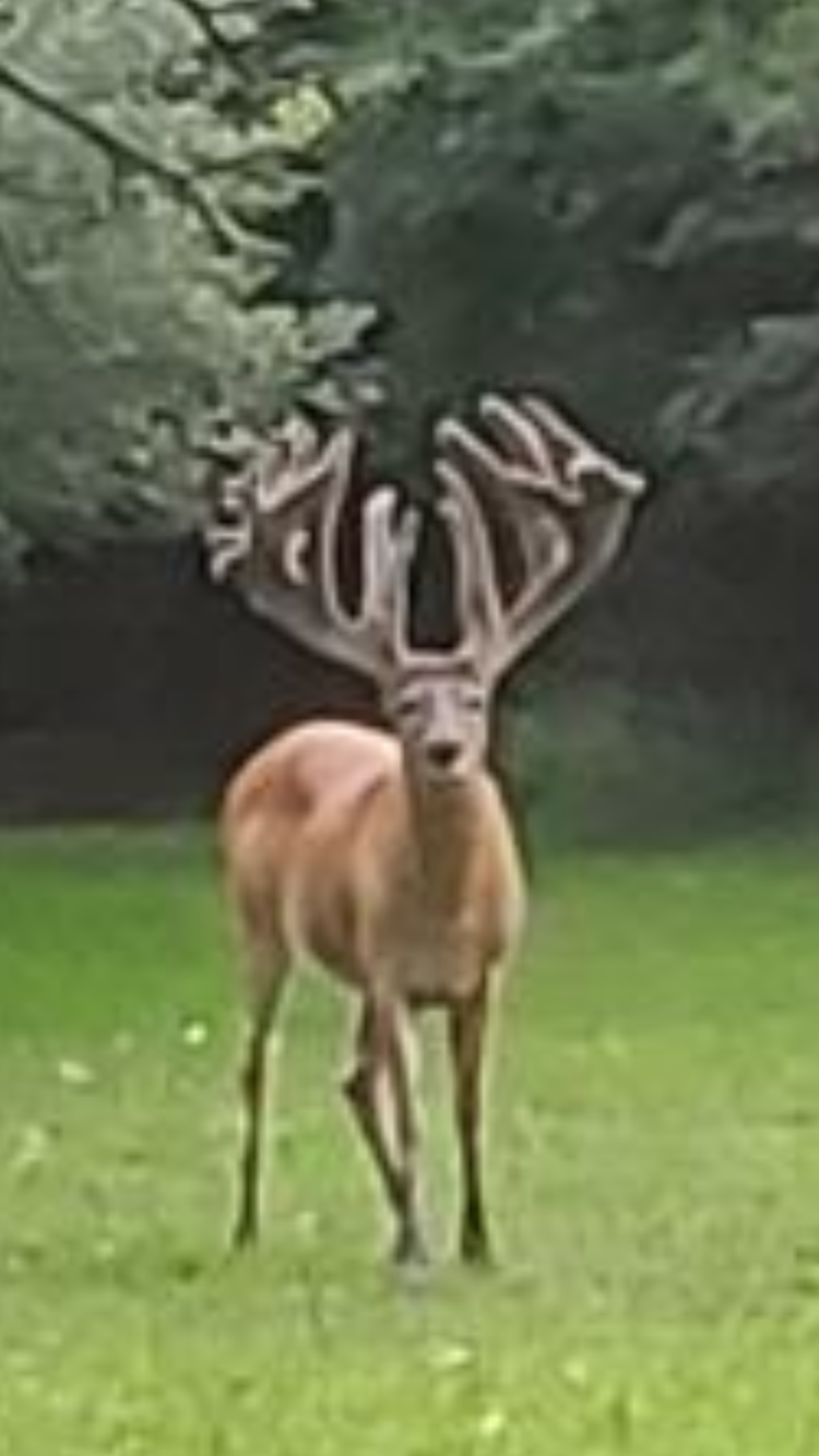 Redwood Whitetail Preserve - Photo 2
