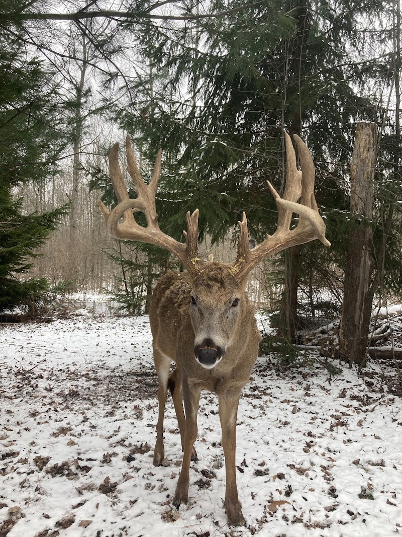 Redwood Whitetail Preserve - Photo 1