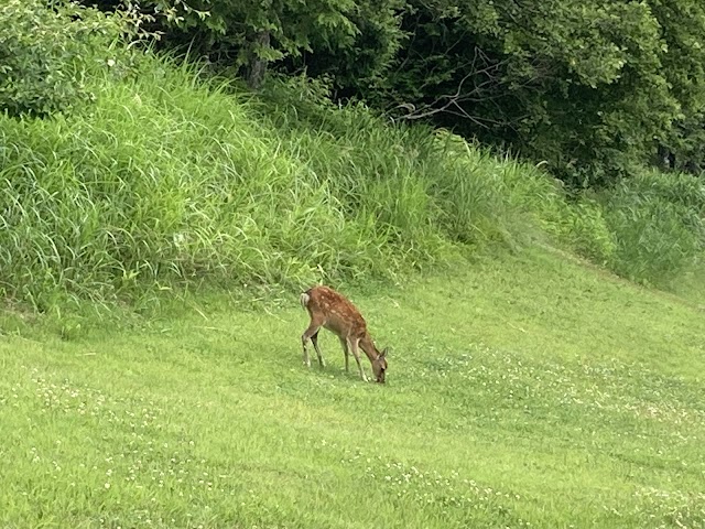 Kinugawa Kogen Country Club - Photo 9