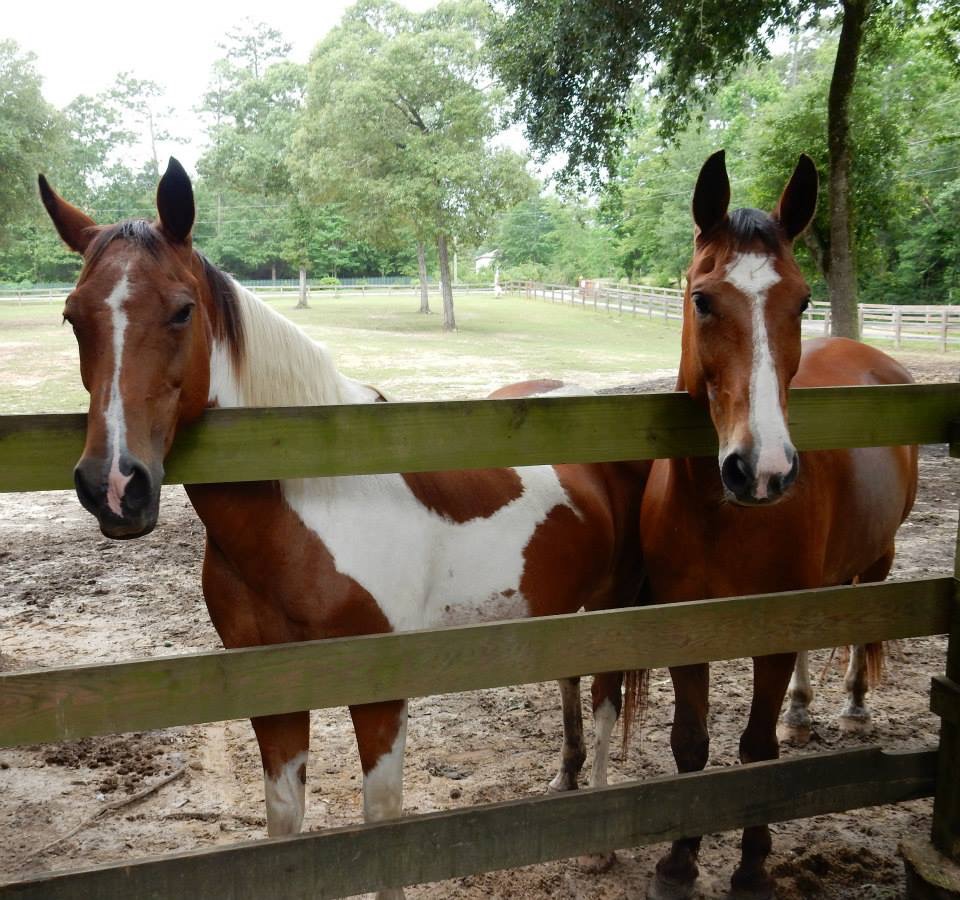 Angels Grove Ranch & Horse Rescue