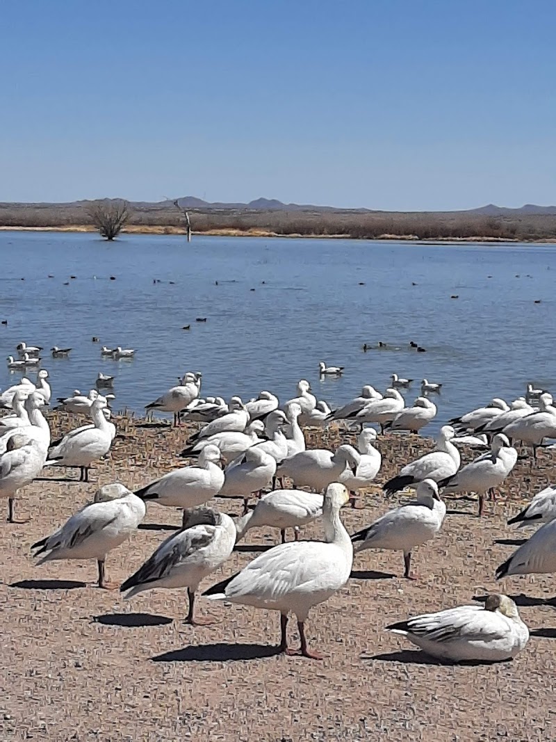 Bosque del Apache National Wildlife Refuge Visitor Center - Photo 4
