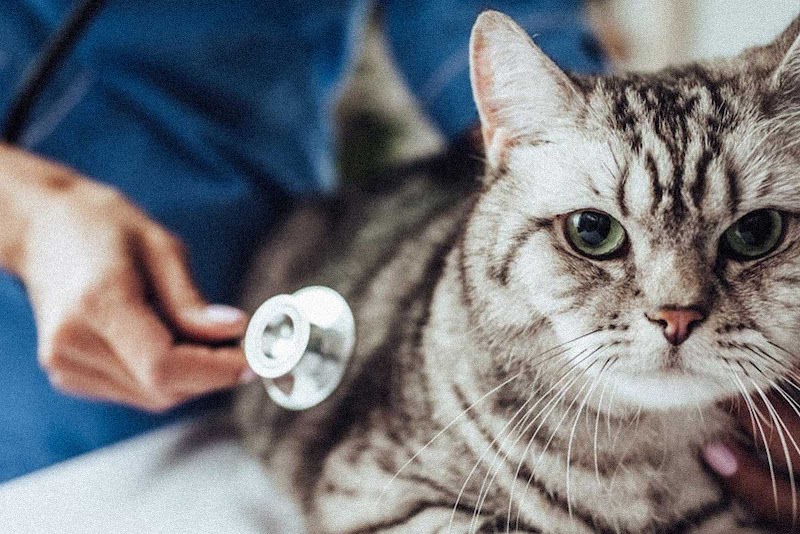 Policlínica Veterinaria Avenida del Puerto