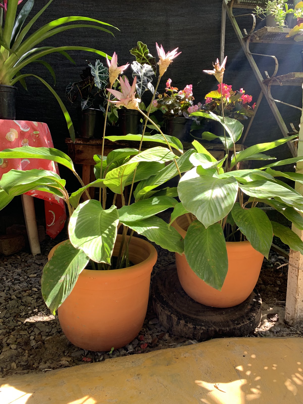 Vivero frank - Imagen 1