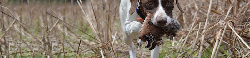 Quail Hunting Georgia - Photo 5
