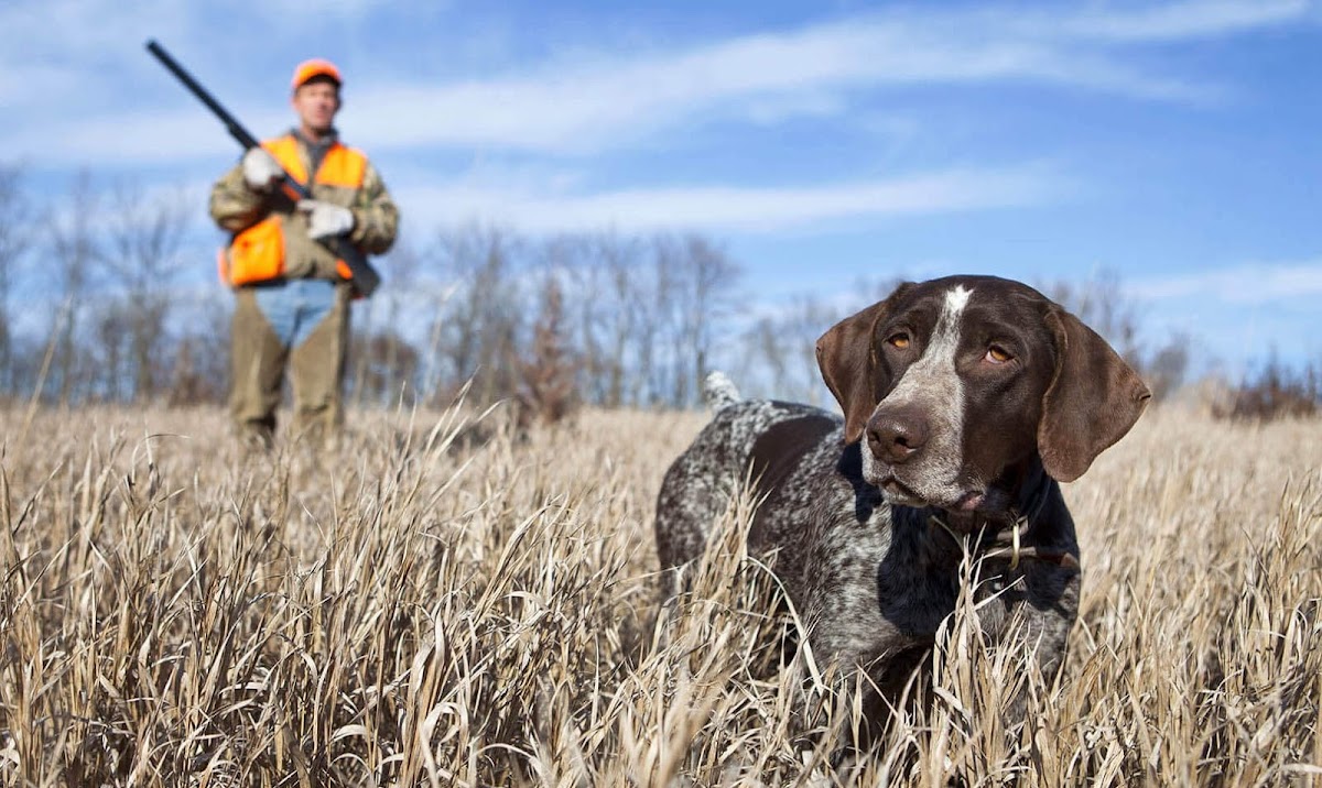 Quail Hunting Georgia