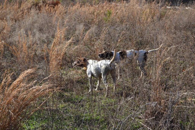 Quail Hunting Georgia - Photo 2