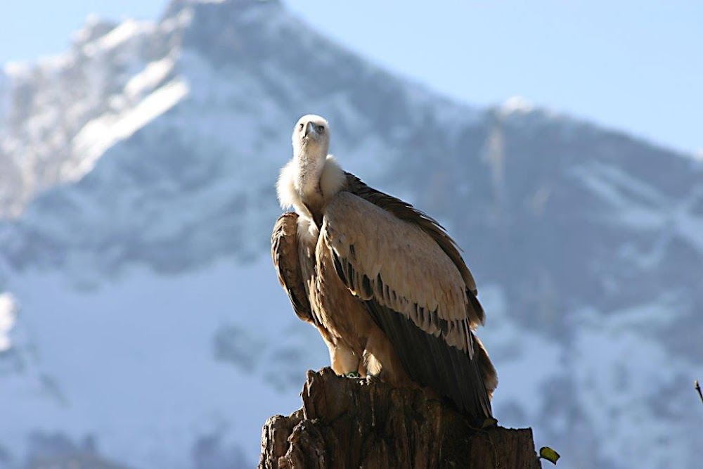 Zoo Salzburg Hellbrunn fotoğraf 1