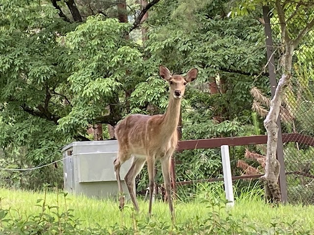 Katsunuma Golf Course - Photo 6