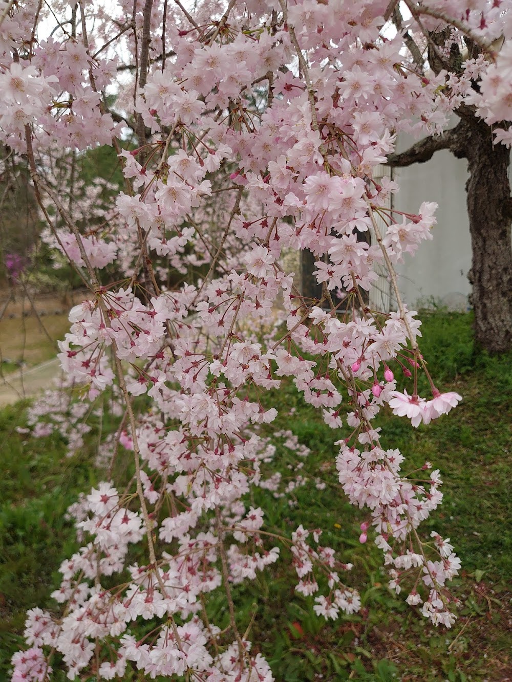 たけべの森公園オートキャンプ場