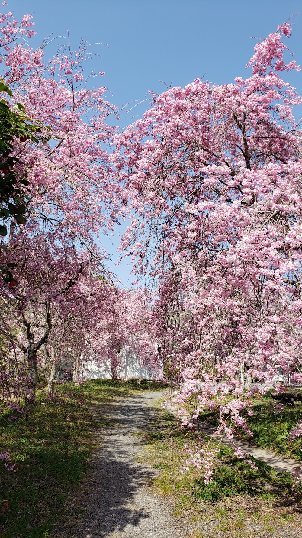 たけべの森公園オートキャンプ場