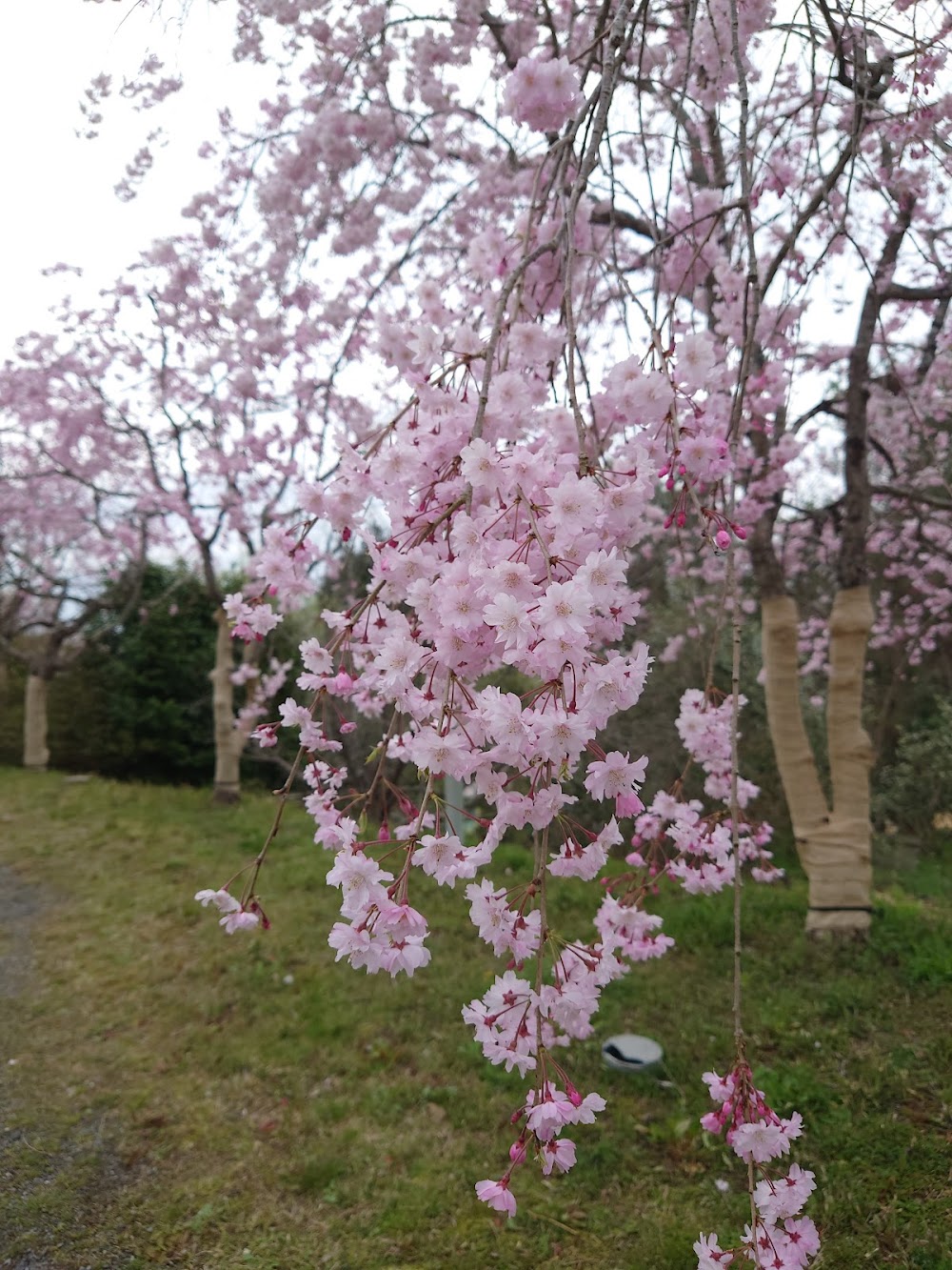 たけべの森公園オートキャンプ場