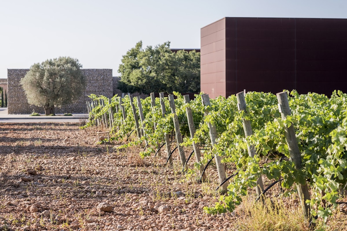 Celler Tianna Negre