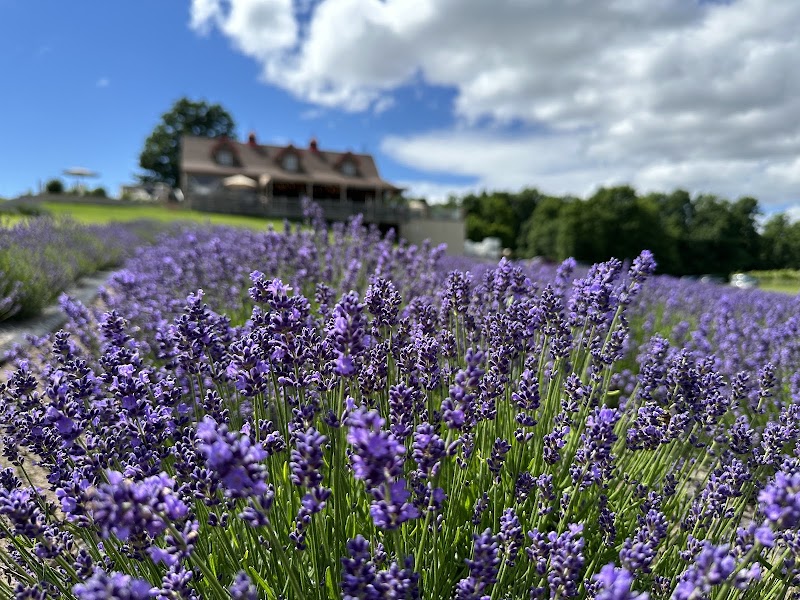Petoskey Farms Vineyard. Winery. Coffeehouse. Lavender Farm. photo 4