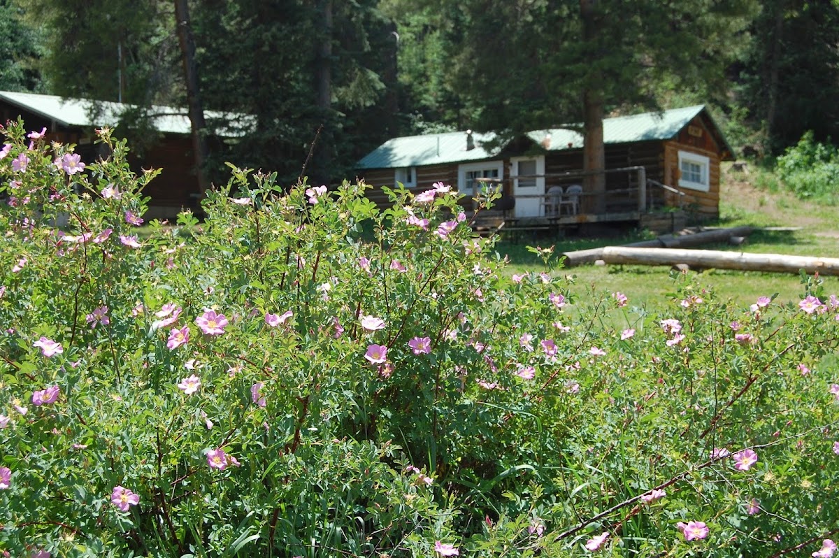 Ute Lodge